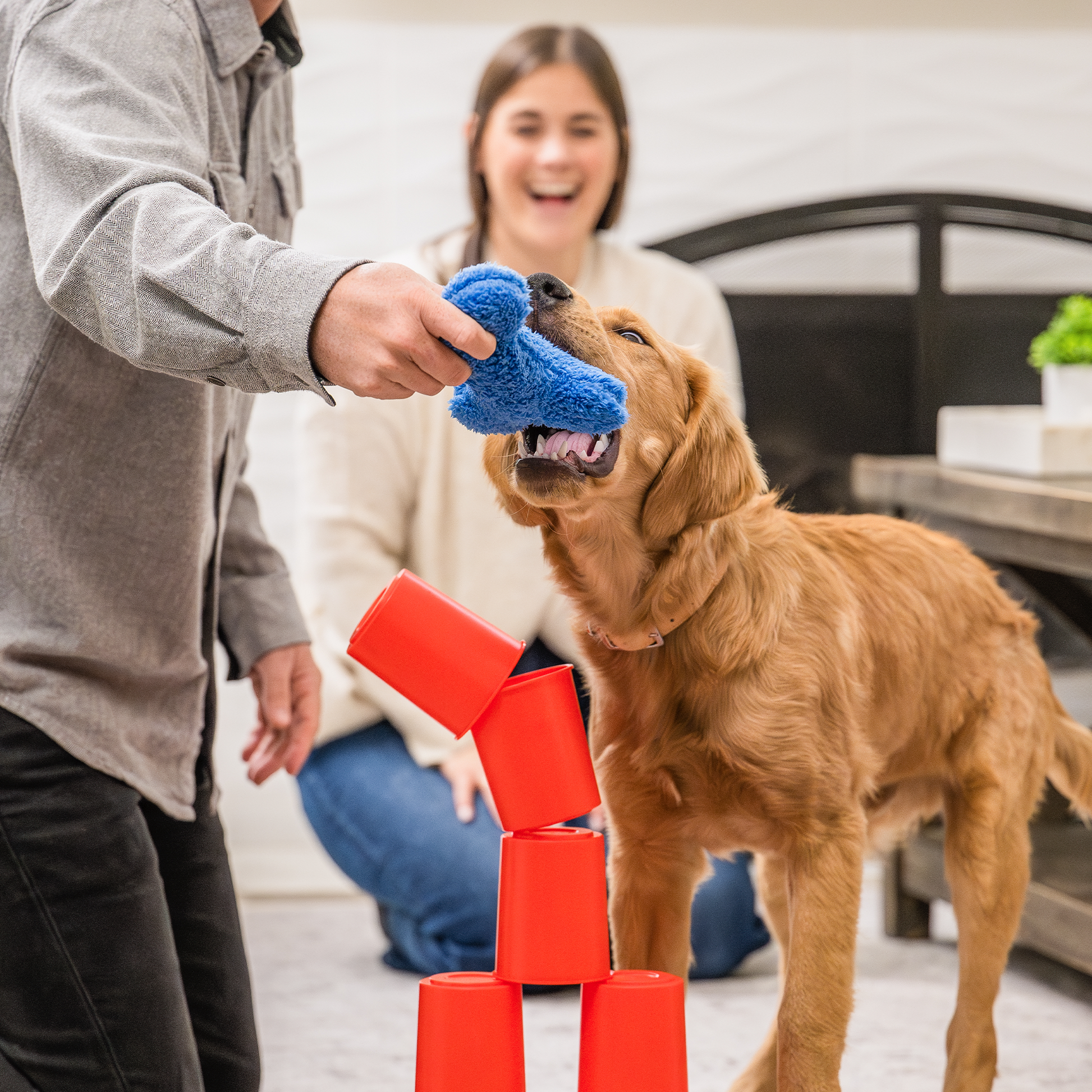 The Dog's Best Friend Game interactive play